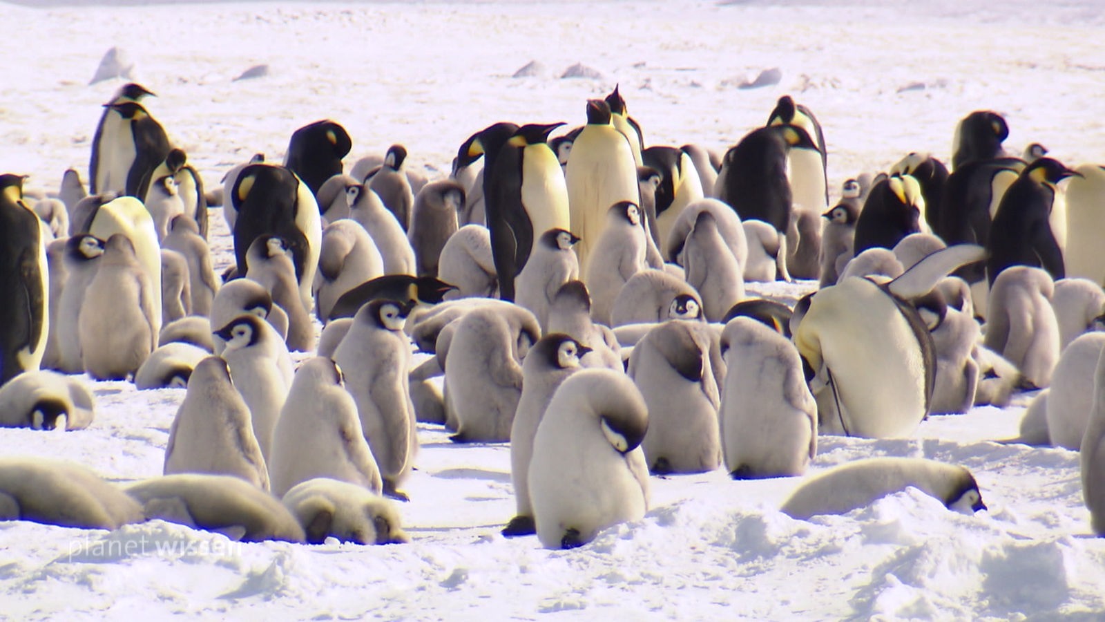 Kaiserpinguine mit Jungtieren stehen im Sonnenschein auf einer Eisfläche in der Antarktis.