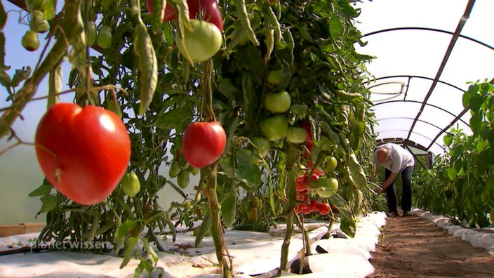 Eine Reihe Tomatenpflanzen steht im Gewächshaus. Die Früchte sind teilweise bereits rot.