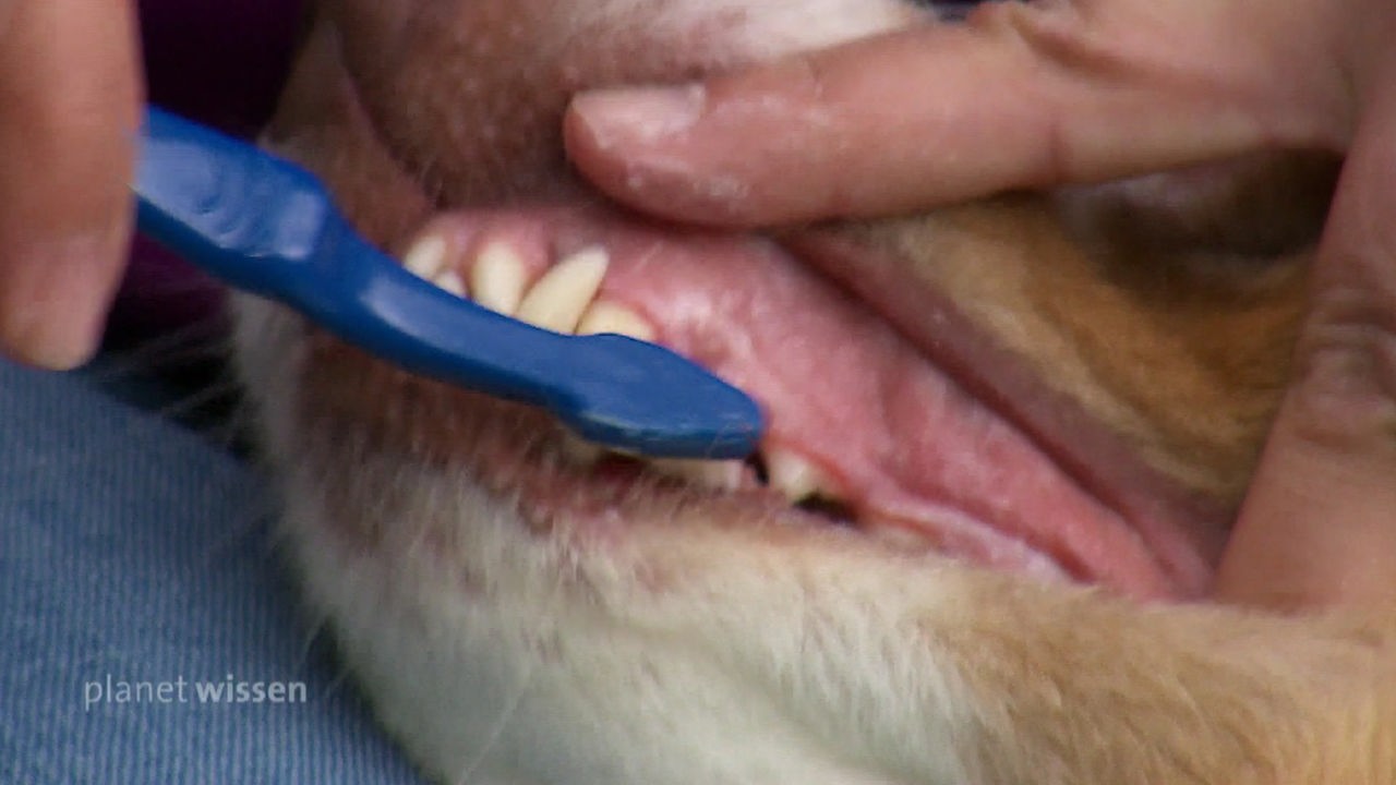 Eine Hundeschnauze mit freigelegten Eckzähnen, die mit einer blauen Zahnbürste geputzt werden.