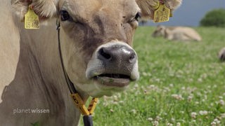 Nahaufnahme: Eine Kuh auf der Weide schaut in die Kamera.