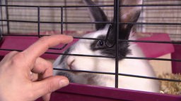 Kaninchen im Käfig an dessen Gitterstäben eine Hand mit Zeigefinger.