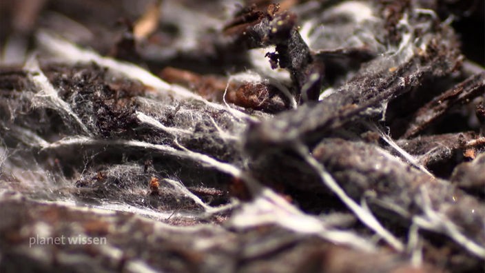 Waldboden in dem Pilzhyphen als weiße Stränge deutlich zu erkennen sind.