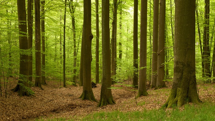 Freundin Riesenschwanz Wald Kuessen