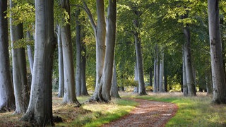 Ein Waldweg bei Tag im Sommer.