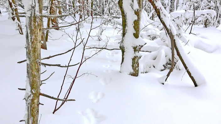 Wildtier-Spuren im Schnee