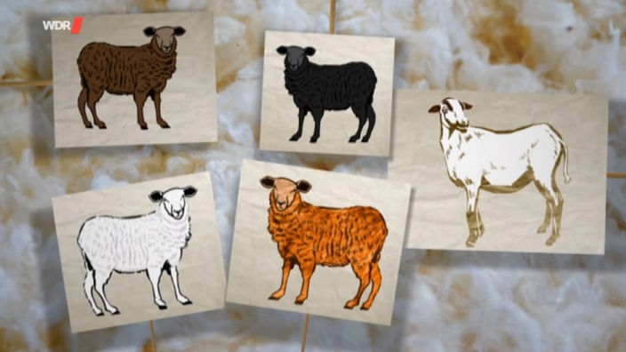 Fünf Zeichnungen von verschiedenfarbigen Schafen