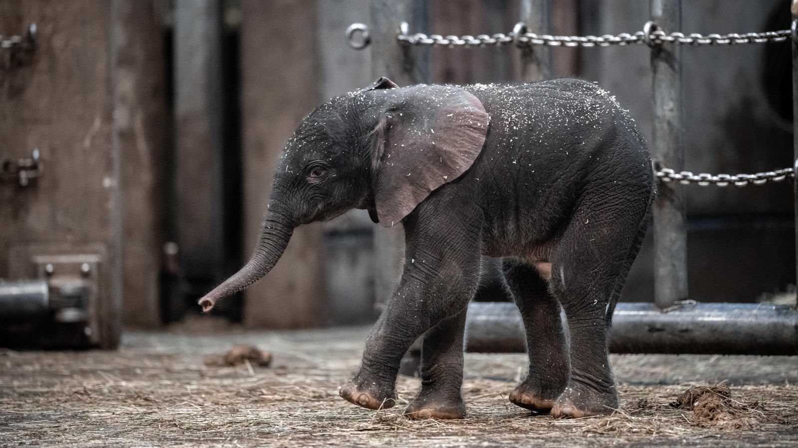 Elefantenjunge "Tsavo" im Gehege im Wuppertaler Zoo, März 2020