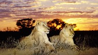 Zwei liegende Löwenweibchen vor einem Sonnenuntergang in der Savanne