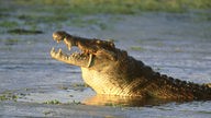 Der Kopf eines Krokodils schaut aus dem Wasser und beißt auf etwas herum