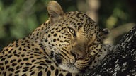 Großaufnahme eines Leopardenkopfes, der sich an einen Ast schmiegt.