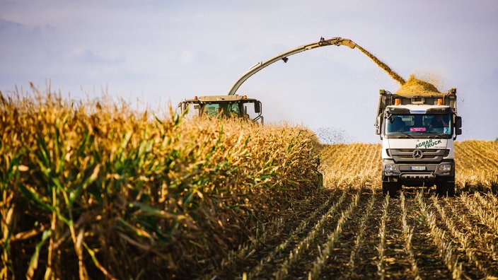 Trecker und großer Laster auf einem halb abgeernteten Feld bei der Maisernte