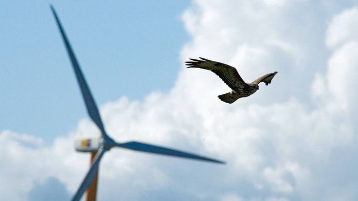 Mäusebussard vor den Rotorblättern eines Windkraftrades