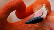 Ein schlafender Flamingo mit verrenktem Hals