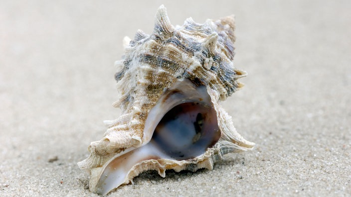 Gehäuse einer Purpurschnecke (Hexaplex trunculus) | Bildquelle: picture alliance / imageBROKER / C. Huetter Gehäuse einer Purpurschnecke (Hexaplex trunculus)