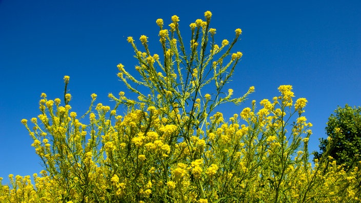 Ein deutscher Färberwaid-Strauch wächst vor einem blauen Himmel