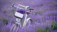 Lavendel