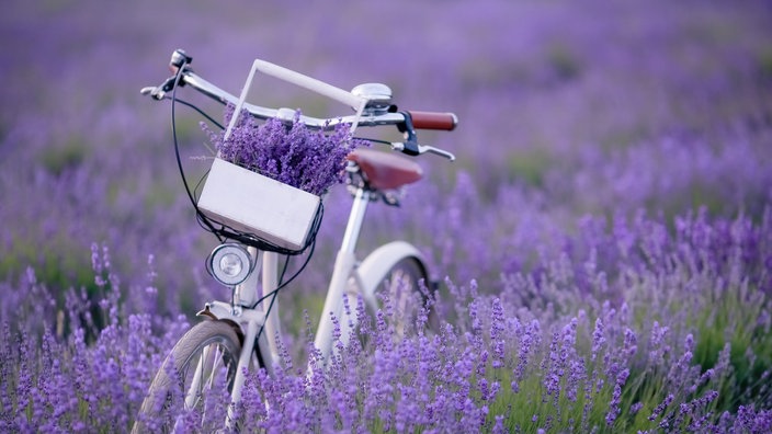 Lavendel | Bildquelle: WDR/Shutterstock Lavendel