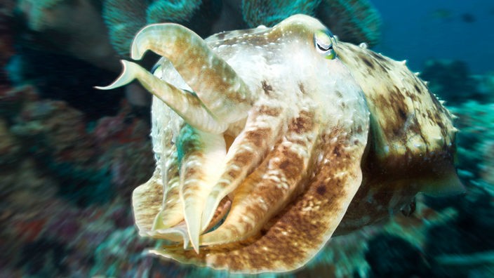 Großaufnahme eines Sepia-Tintenfisches unter Wasser