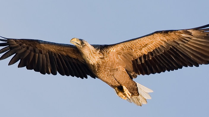 Seeadler mit ausgebreiteten Flügeln