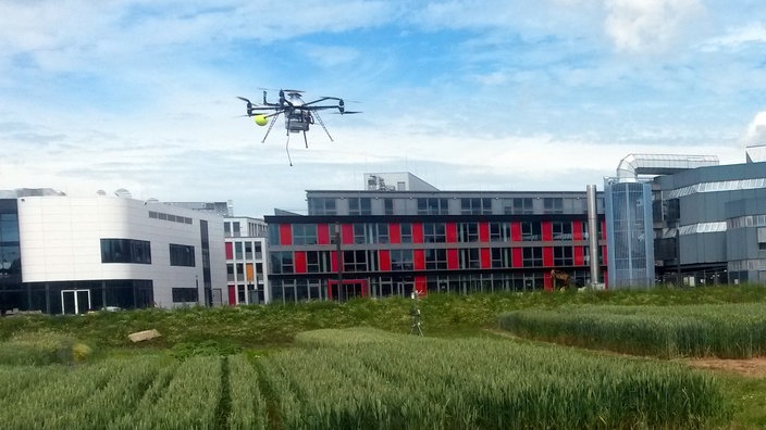 Quadrokopter fliegt über ein grünes Maisfeld