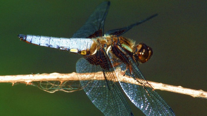 Ein männchliche Plattbauch-Segellibelle sitzt auf einem Zweig