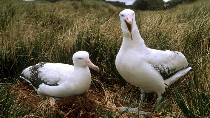 Ein Wanderalbatros-Paar beschützt sein Nest