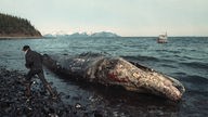 Ein Fischer betrachtet einen ölverschmierten toten Kalifornischen Grauwal 