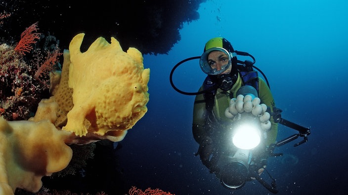 Ein Taucher schwimmt mit einem Scheinwerfer auf ein Riff zu | Bildquelle: Mauritius Ein Taucher schwimmt mit einem Scheinwerfer auf ein Riff zu