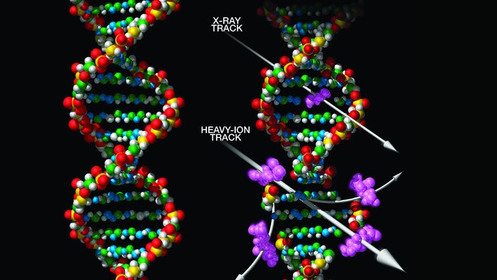 Von kosmischer Strahlung beschädigte DNA-Kette. | Bildquelle: NASA Von kosmischer Strahlung beschädigte DNA-Kette.
