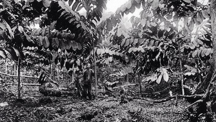 Schwarzweiß-Foto einer Kautschukplantage auf Samoa, 1907