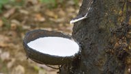 Ein angerritzter Kautschukbaum mit einer Schale, in der eine weiße Flüssigkeit aufgefangen wird