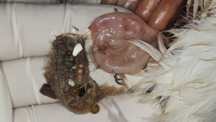 Mageninhalt eines Vogels liegt präsentiert auf einer Hand. | Bildquelle: Mauritius Mageninhalt eines Vogels liegt präsentiert auf einer Hand.