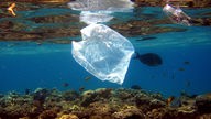 Plastiktüte schwimmt im Meer.
