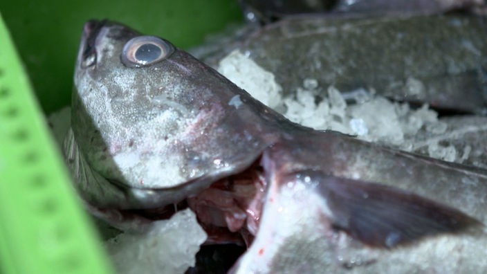 Toter Fisch auf Eis in Box – Mikroplastik.