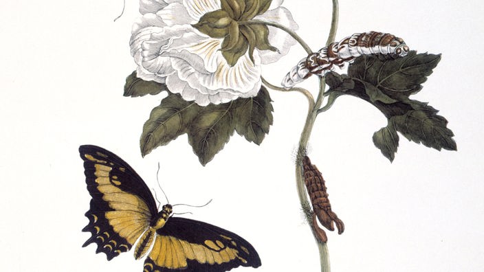 Zeichnung: Hibiskusblüte mit Raupe und Falter des Schwalbenschwanzes
