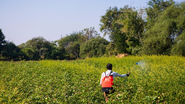 Ein Farmer versprüht Pestizide in einem Baumwollfeld | Bildquelle: mauritius images / Mile 91/C & A Foundation / Alamy Ein Farmer versprüht Pestizide in einem Baumwollfeld