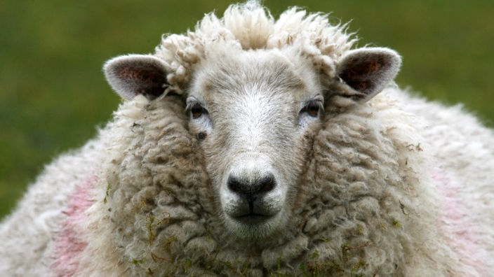 Großaufnahme auf den Kopf eines Schafes.