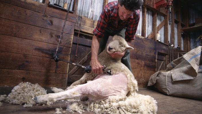 Schäfer beim Scheren eines Schafes.