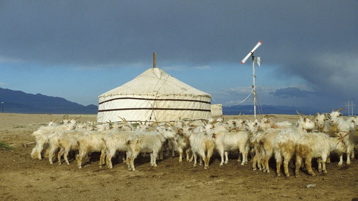 Blick auf die runde Jurte auf freiem Feld. Um das Zelt herum steht eine kleine Herde weißer Ziegen.