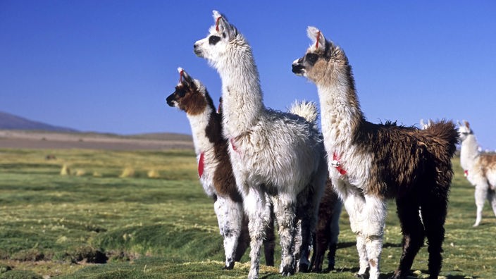 Drei Alpakas nebeneinander im südamerikanischen Hochland.