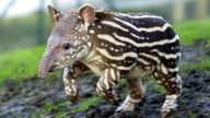 Ein junger Tapir.