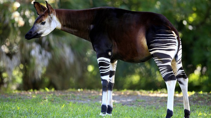 Ein Okapi. 