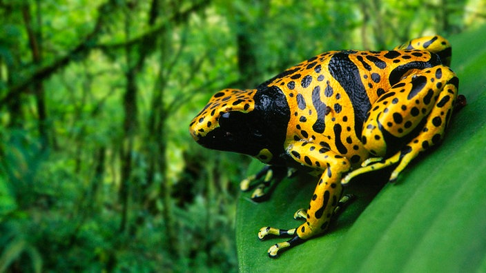 Ein gelb-schwarzer Pfeilgiftfrosch. | Bildquelle: picture-alliance/Arco Images Ein gelb-schwarzer Pfeilgiftfrosch.