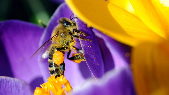Eine Biene sitzt auf einer Blüte.