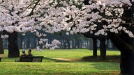 Pärchen sitzt auf einer Bank in einem Park mit in Blüte stehenden Kirschbäumen.