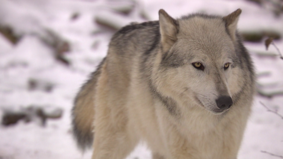 Ein Wolf in hellem Fell in verschneiter Natur.