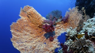 Ein mit einer Weichkoralle bewachsener Gorgonienfächer im Roten Meer