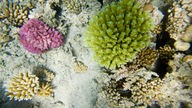 Einige der Korallen zeigen Anzeichen der Korallenbleiche
