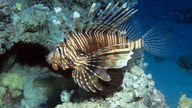 Ein Fisch mit braungrauen Streifen schwimmt zwischen Korallen