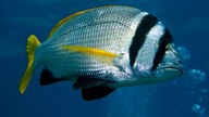 Ein Fisch mit gelben und schwarzen Streifen